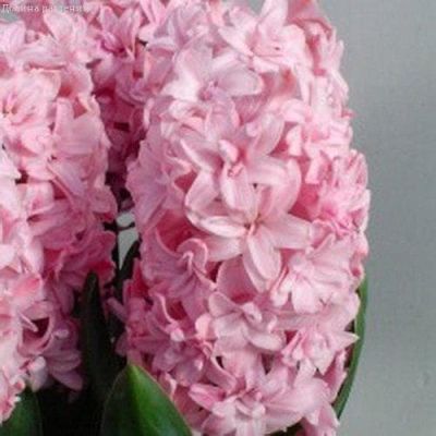 Гиацинт Принц оф Лав(Дабл) Гиацинт Принц оф Лав(Дабл) фото