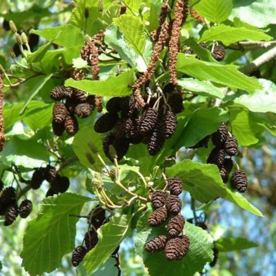 Ольха черная, С5 - Dolina-Sad.Ru