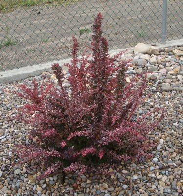 Барбарис Тунберга Коронита Барбарис Тунберга Коронита - Dolina-Sad.Ru