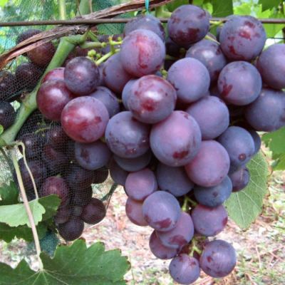 Виноград Рошфор Виноград Рошфор - Dolina-Sad.Ru