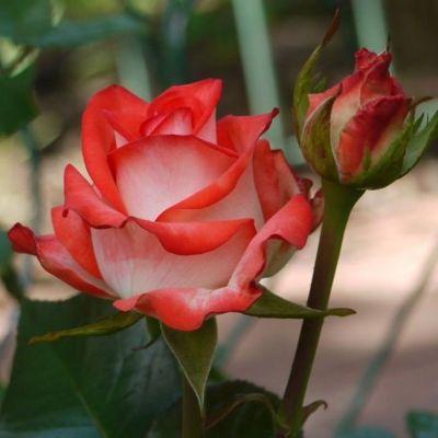 Роза Блаш Роза Блаш - Dolina-Sad.Ru