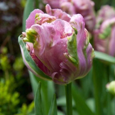 Тюльпан Раи Тюльпан Раи фото