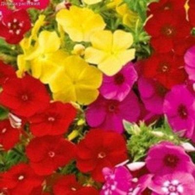 Флокс Цветной фонтан друммонди , смесь Флокс Цветной фонтан друммонди , смесь фото