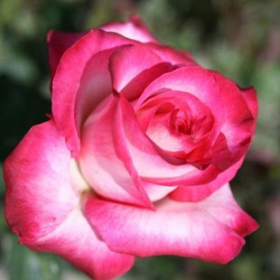 Роза Хайлендер Роза Хайлендер - Dolina-Sad.Ru