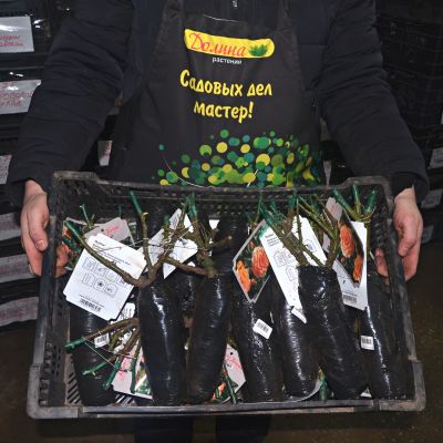 Роза Скайлайн Роза Скайлайн - Dolina-Sad.Ru