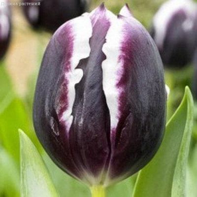 Тюльпан Джекпот Тюльпан Джекпот фото