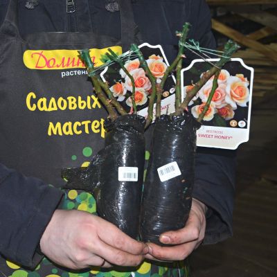 Роза Свит Хоней Роза Свит Хоней фото