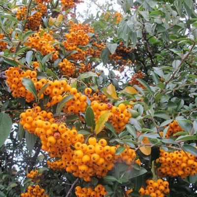 Пираканта Голден Парадайс Пираканта Голден Парадайс - Dolina-Sad.Ru