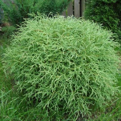 Туя западная Мистер Боулинг Болл, С2 - Dolina-Sad.Ru