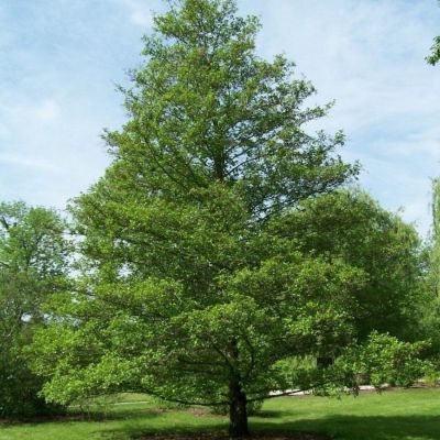 Ольха черная, С5 - Dolina-Sad.Ru