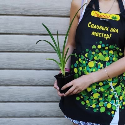 Лилейник Паприка Флэйм/Дабл фото