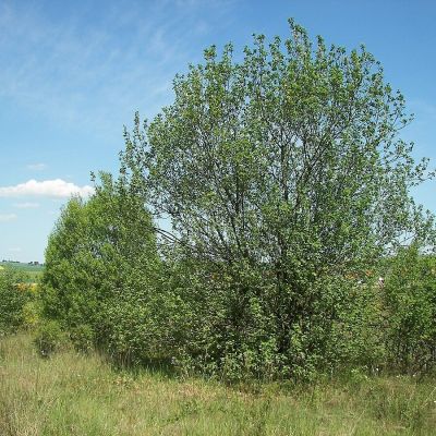 Ива козья, С3 Ива козья, С3 - Dolina-Sad.Ru