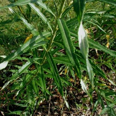 Ива прутовидная, С3 Ива прутовидная, С3 - Dolina-Sad.Ru