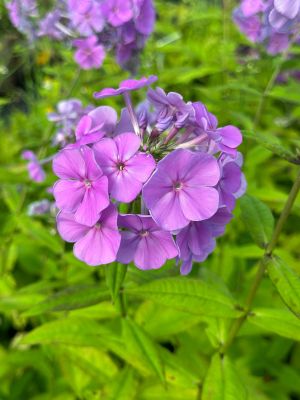 Флокс метельчатый Свит Саммер Океан Флокс метельчатый Свит Саммер Океан - Dolina-Sad.Ru