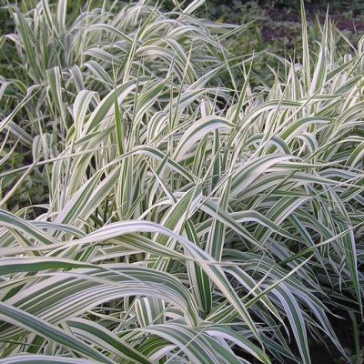 Фалярис тростниковый Лютеопикта фото