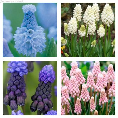 Комплект мускари Комплект мускари фото