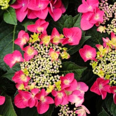 Гортензия крупнолистная Фрисби Хот Пинк Гортензия крупнолистная Фрисби Хот Пинк - Dolina-Sad.Ru