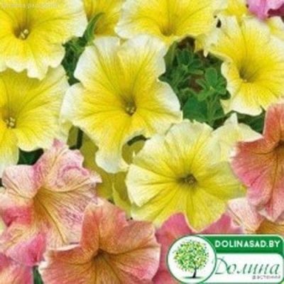 Петуния Дольче Трио F1 Петуния Дольче Трио F1 фото