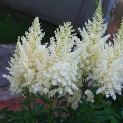Астильба Белая фото