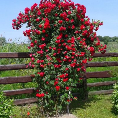 Роза Симпатия (в горшке 2л.) Роза Симпатия (в горшке 2л.) фото