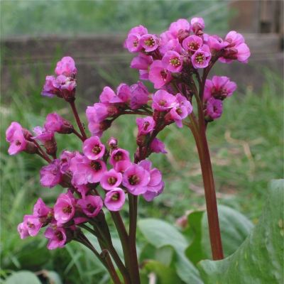 Бадан сердцелистный Пурпуреа Бадан сердцелистный Пурпуреа - Dolina-Sad.Ru