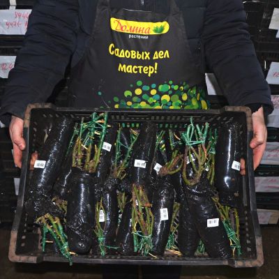 Роза Тройка Роза Тройка фото