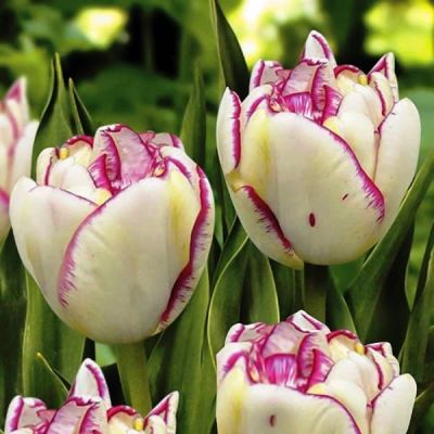 Тюльпан Белиция фото