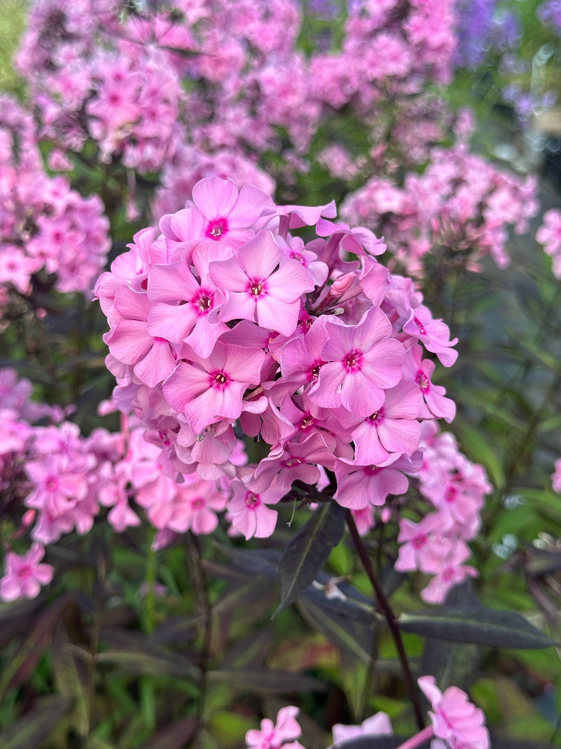 Флокс метельчатый Свит Саммер Кэнди Флокс метельчатый Свит Саммер Кэнди - Dolina-Sad.Ru