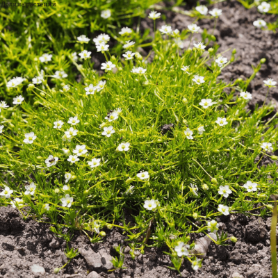 Мшанка шиловидная Аурэа , x Мшанка шиловидная Аурэа , x фото