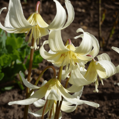 Эритрониум Уайт Бьюти Эритрониум Уайт Бьюти фото