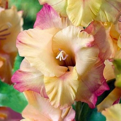 Гладиолус Шутер Гладиолус Шутер - Dolina-Sad.Ru