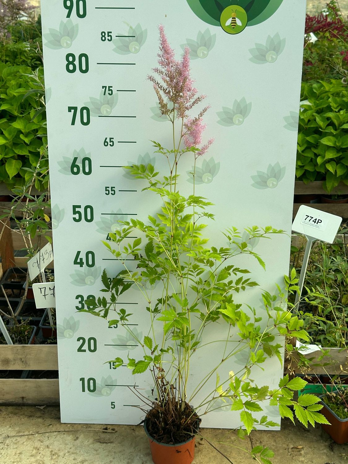 Астильба Арендса Каттлея , P9 Астильба Арендса Каттлея , P9 фото