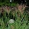 Мискантус китайский Серенгети Мискантус китайский Серенгети - Dolina-Sad.Ru