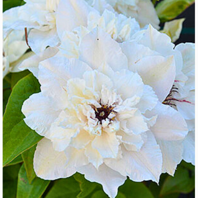 Клематис Фест Лайт Клематис Фест Лайт - Dolina-Sad.Ru