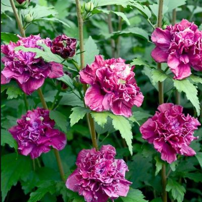 Гибискус сирийский Френч Кабарет Гибискус сирийский Френч Кабарет - Dolina-Sad.Ru