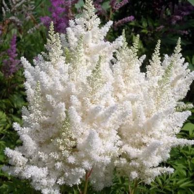 Астильба Белая фото