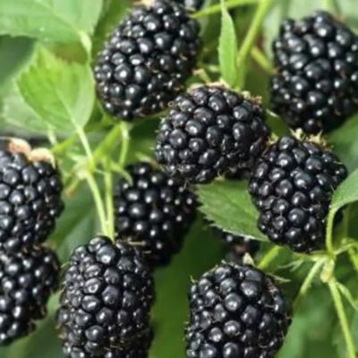 Ежевика Гималаи Ежевика Гималаи - Dolina-Sad.Ru