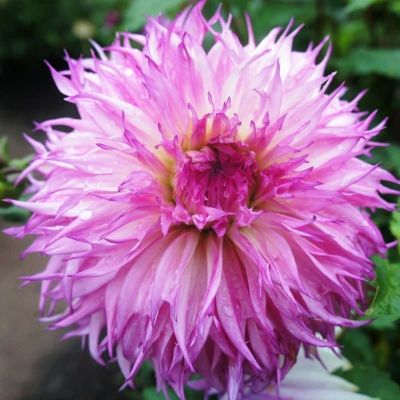 Георгина Снохо Диана Георгина Снохо Диана фото