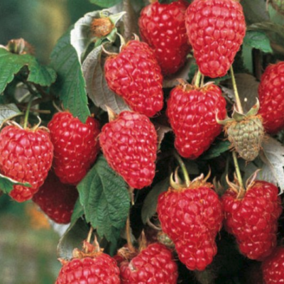 Малина Херитаж/Ремонтантная фото