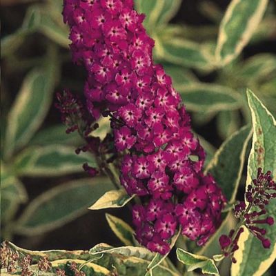 Буддлея Давида Арлекин Буддлея Давида Арлекин - Dolina-Sad.Ru