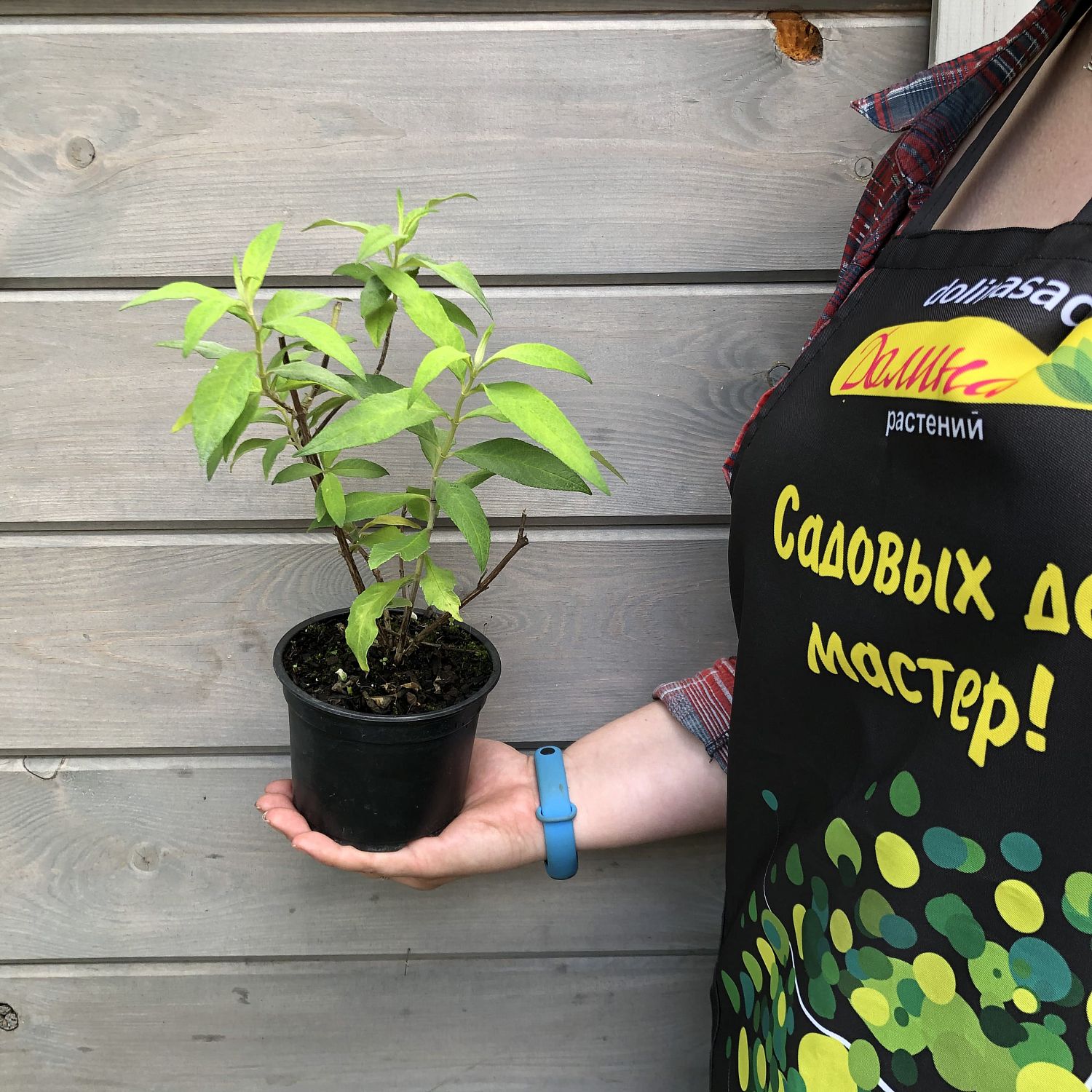 Буддлея Муншайн Буддлея Муншайн фото