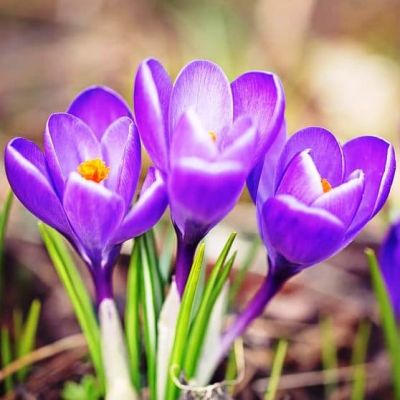 Крокус Барс Парпл Крокус Барс Парпл фото
