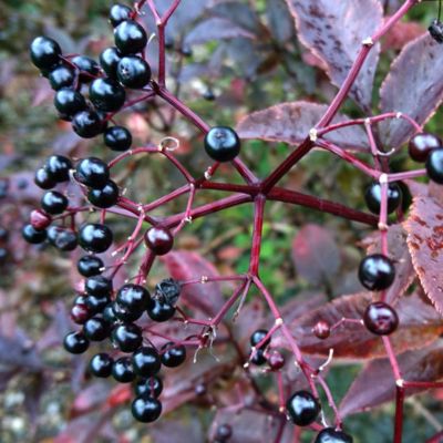 Бузина черная Серенада Бузина черная Серенада - Dolina-Sad.Ru