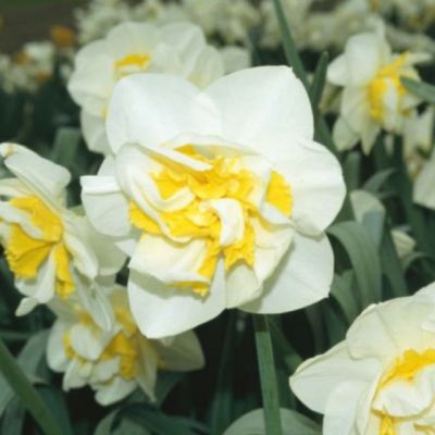 Нарцисс Юник Нарцисс Юник фото