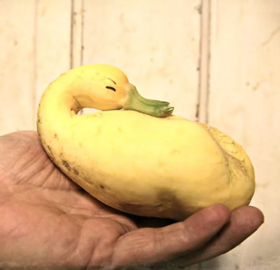 Тыква Декоративная Гуси-Лебеди Тыква Декоративная Гуси-Лебеди фото