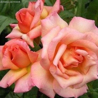 Роза Компашн Роза Компашн фото