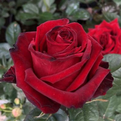 Роза Ред Берлин Роза Ред Берлин - Dolina-Sad.Ru