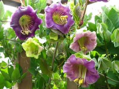 Кобея Лазающая Смесь Окрасок Кобея Лазающая Смесь Окрасок фото