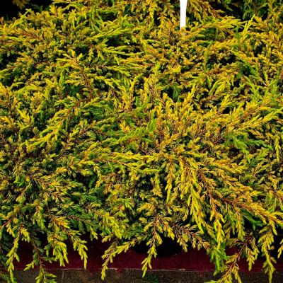 Можжевельник обыкновенный Голдшатц, С3 - Dolina-Sad.Ru