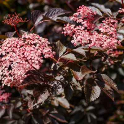 Бузина черная Серенада Бузина черная Серенада - Dolina-Sad.Ru